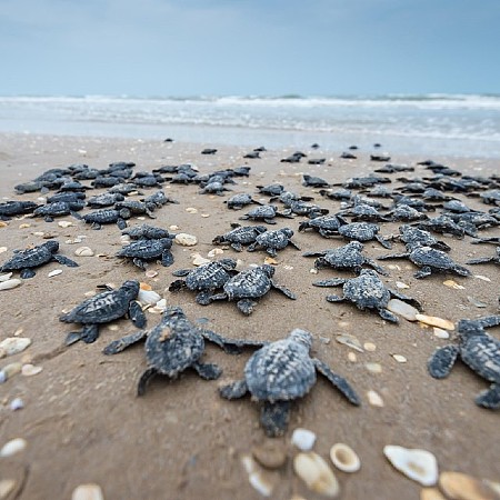 Trutle